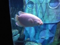 k800_p1030102