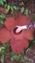 IMG-20180215-WA0048
