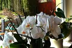 IMG-20200410-WA0028