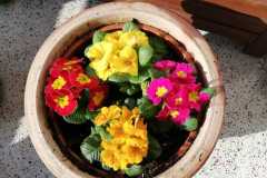 IMG-20200327-WA0009