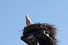 IMG-20200328-WA0046