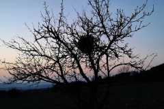 IMG-20200330-WA0013