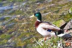 IMG-20200330-WA0015