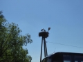 K800_P1120463
