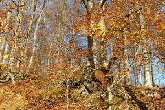 K640_IMG-20201122-WA0039