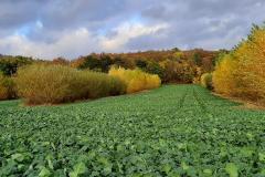 K640_IMG-20201123-WA0011