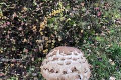 K640_IMG-20201125-WA0017