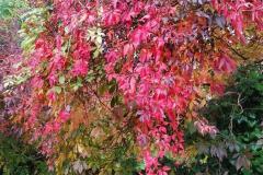 K640_IMG-20201126-WA0018